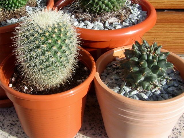 Mammillaria 